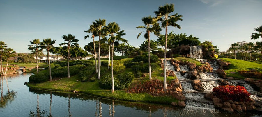Pond with palm trees and a small waterfall in a park-like setting